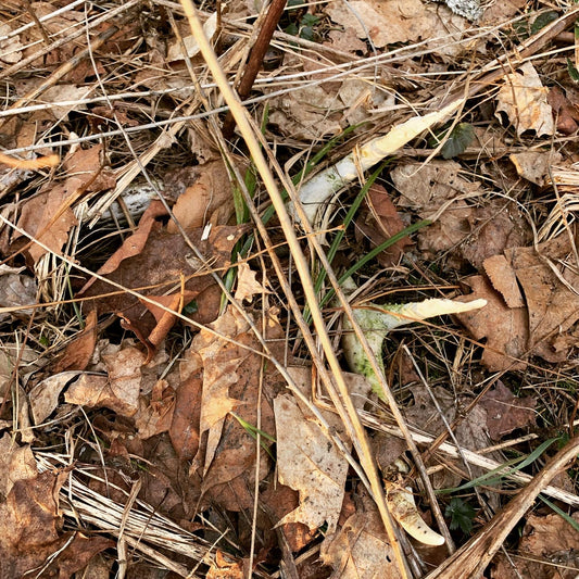Shed Hunting 101 ???