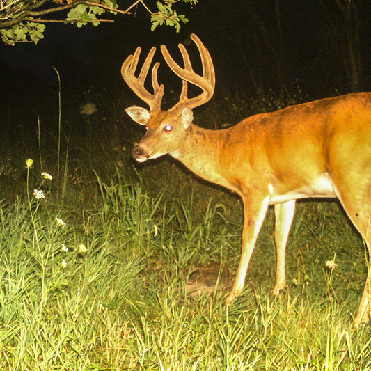 Antlerworx Whitetail Mineral