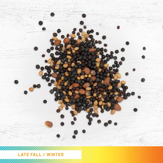 Brassica Food Plot Seed Mix