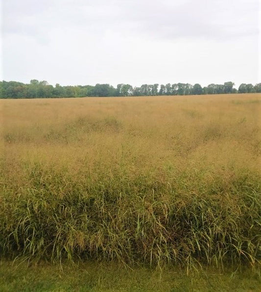 RC Big Rock Switchgrass Seed (Panicum virgatum)