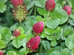 Medium Red Clover Food Plot Seed