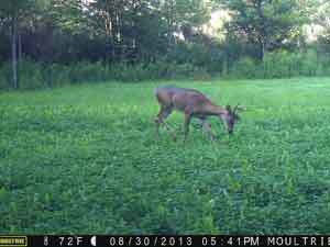 Northern Premium Mix Food Plot Seed
