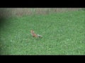 Annual and Perennial Mix Food Plot Seed