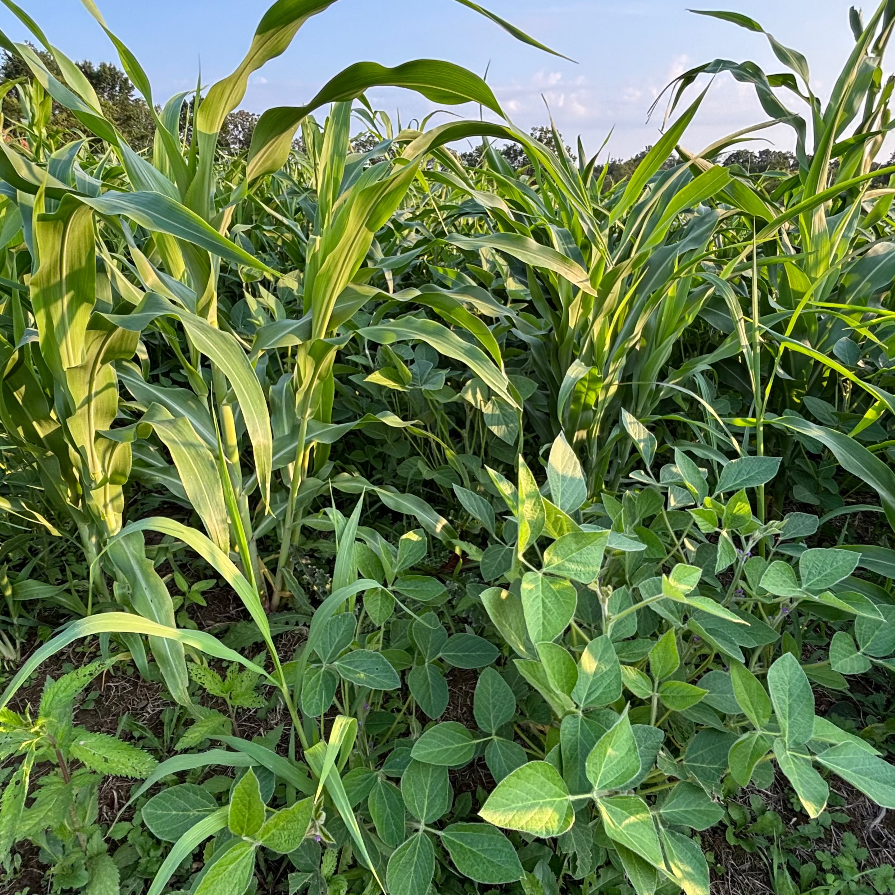 YIELD
