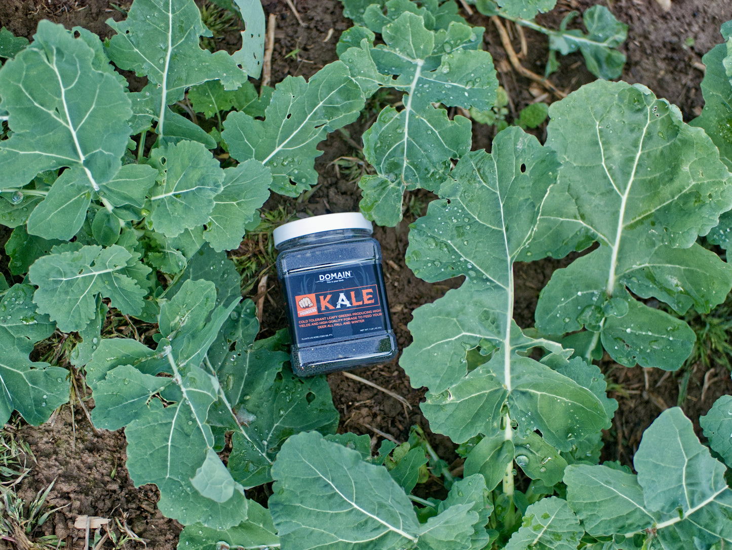 Domain Pounder - Kale