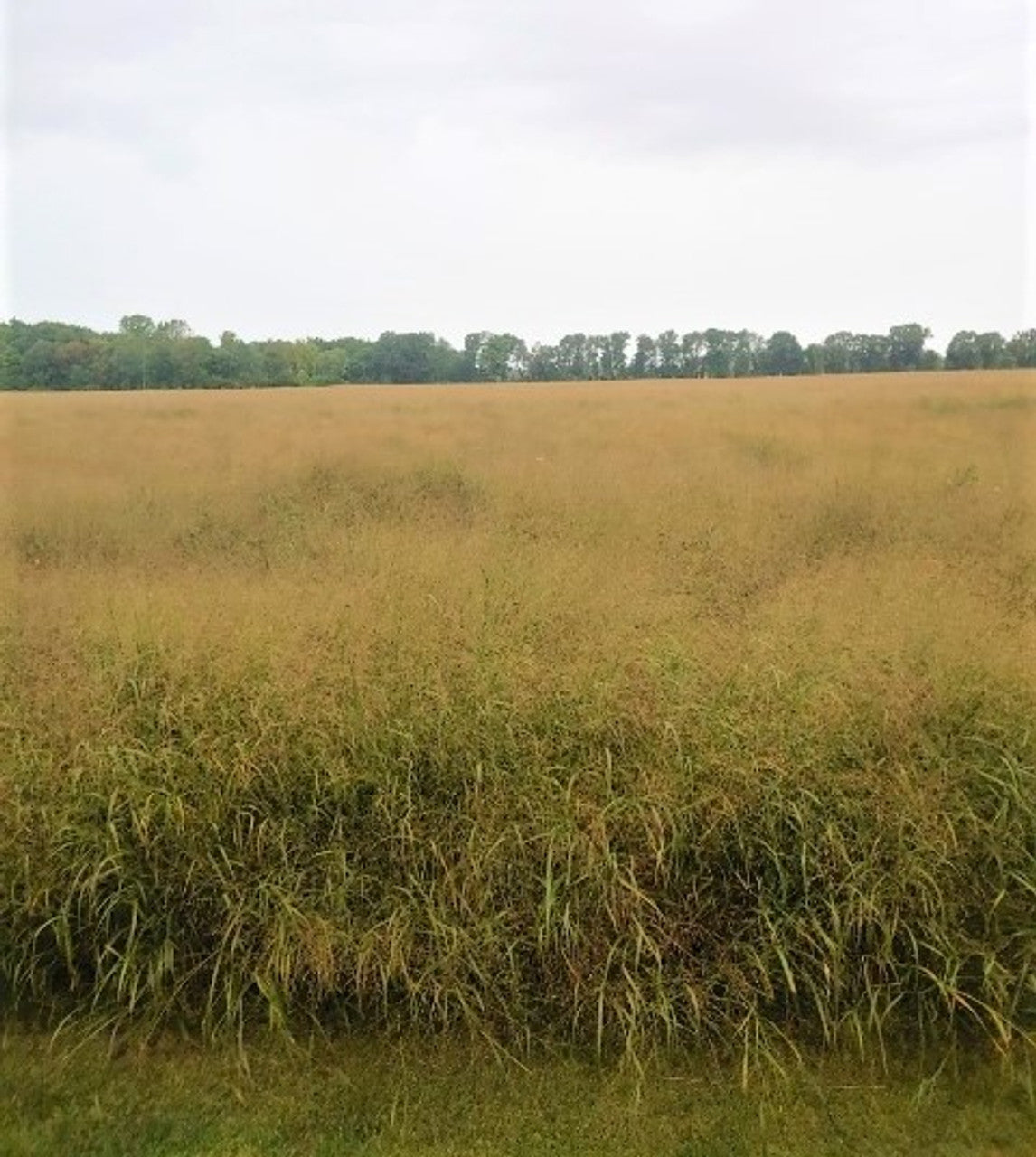 RC Big Rock Switchgrass Seed (Panicum virgatum)