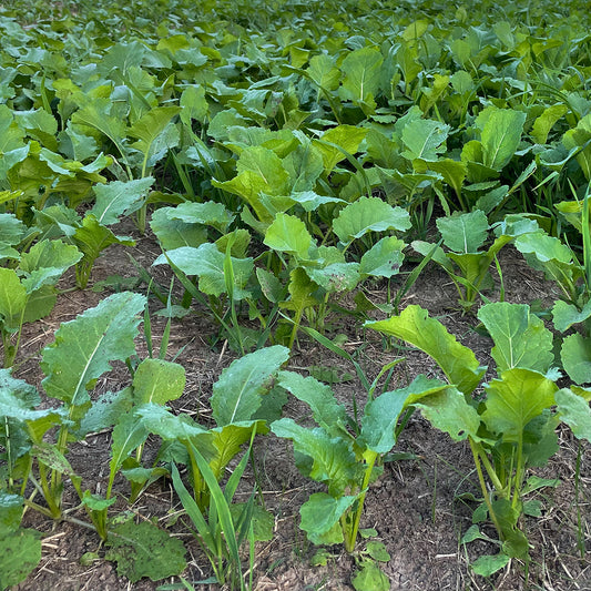 Rut Greens Warm Climate