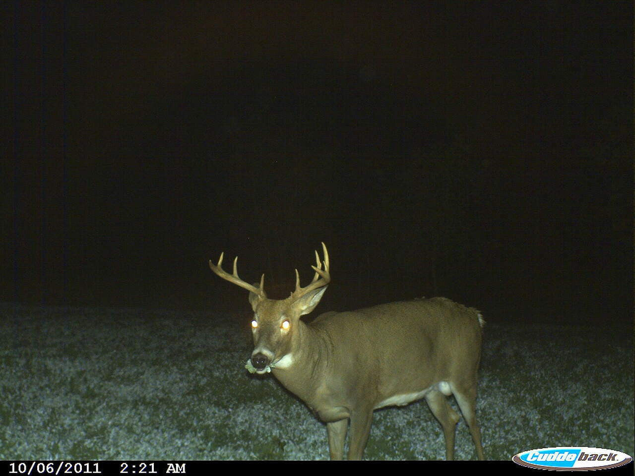Ladino White Clover Food Plot Seed