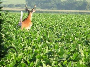 MonsterBuck Food Plot Soybeans | Roundup Ready