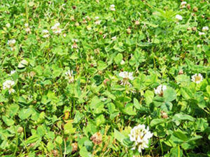 Ladino White Clover Food Plot Seed