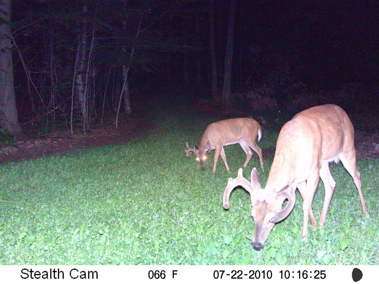 Annual and Perennial Mix Food Plot Seed