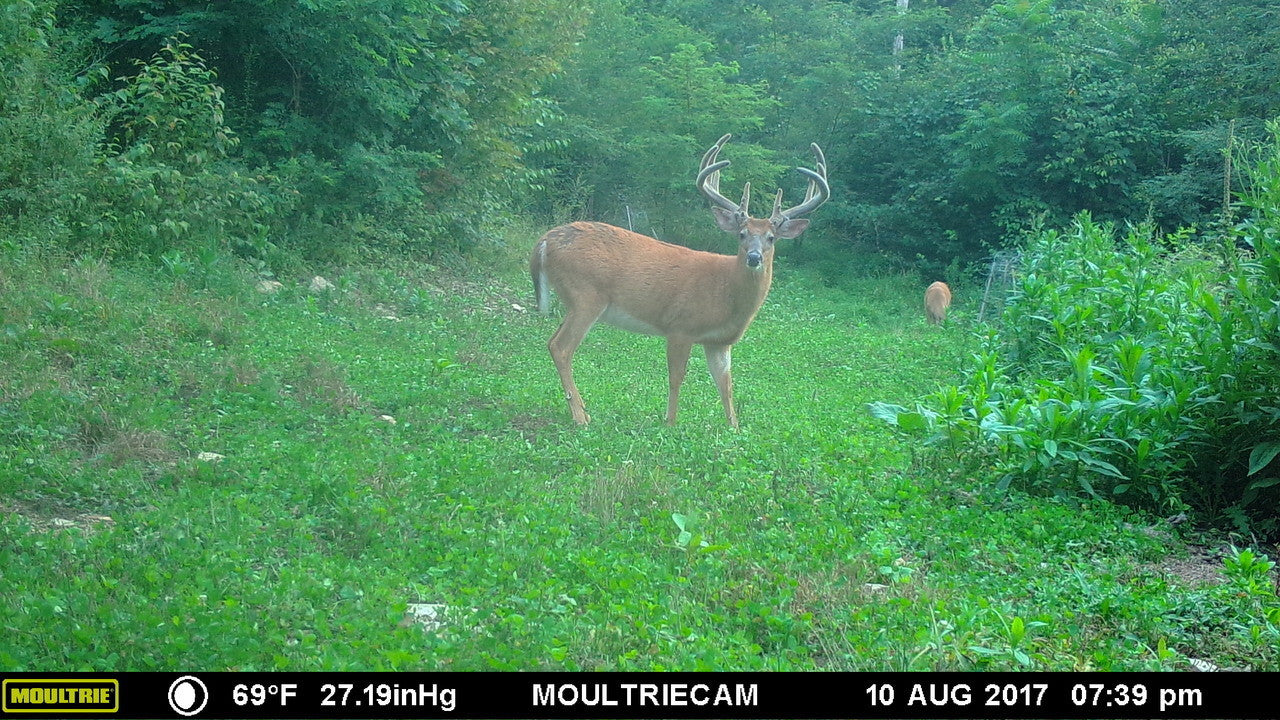 Ladino White Clover Food Plot Seed